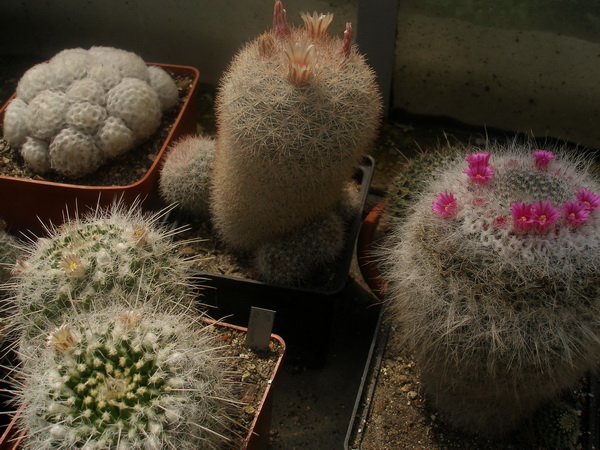 Mammilloydia (Mammillaria) candida среди взрослых маммиллярий