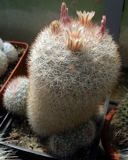 Mammilloydia (Mammillaria) candida