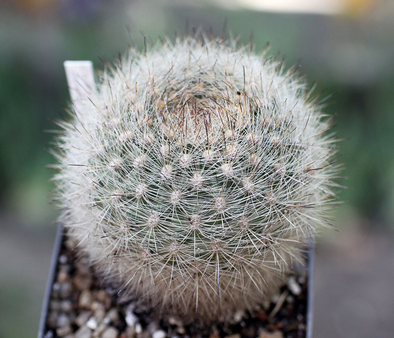 Matucana haynei