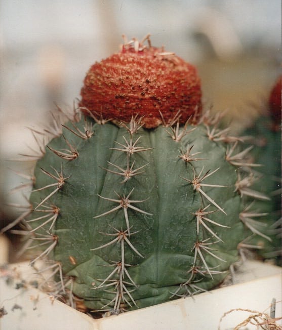 Melocactus bahiensis