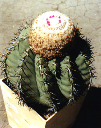 Melocactus glaucescens