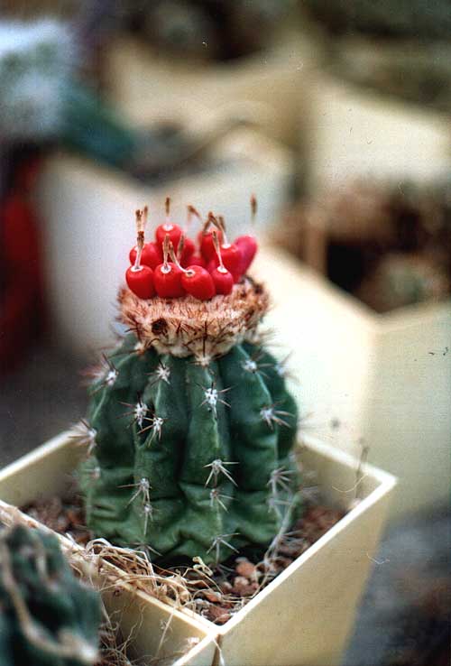 Melocactus guaricensis