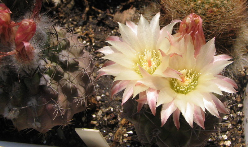 Neochilenia fusca
