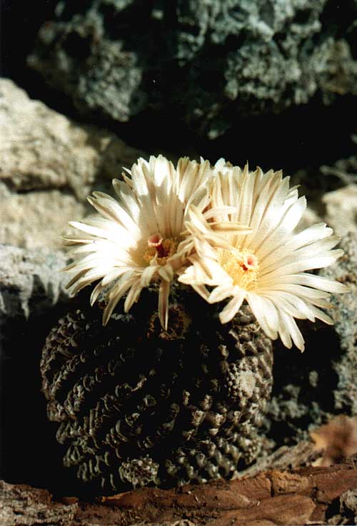 Neochilenia residua