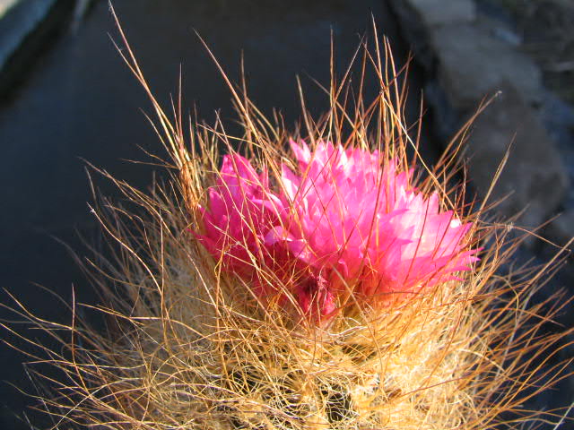 Neoporteria laniceps