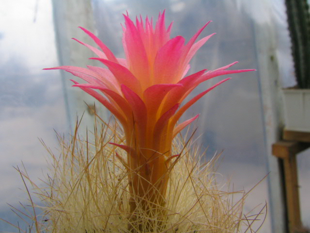 Neoporteria multicolor