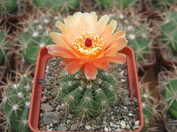 Notocactus ottonis var  janousekianus
