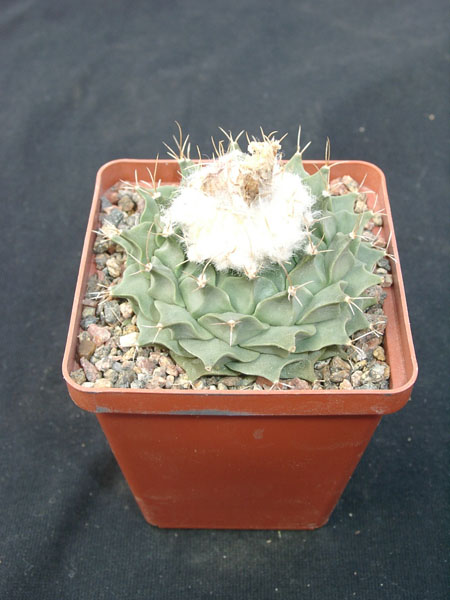 Obregonia denegri