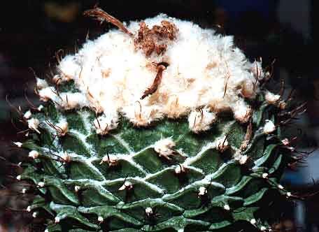 Obregonia denegrii