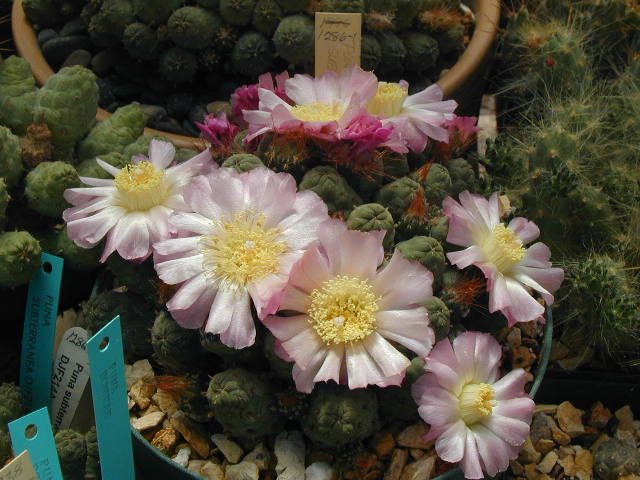 puna subterranus