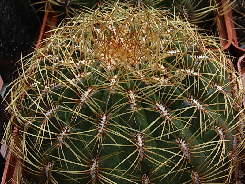 Oroya peruviana