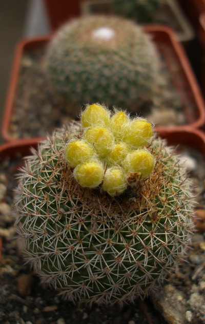 Parod gibbulosa