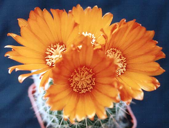 Parodia mutabilis2