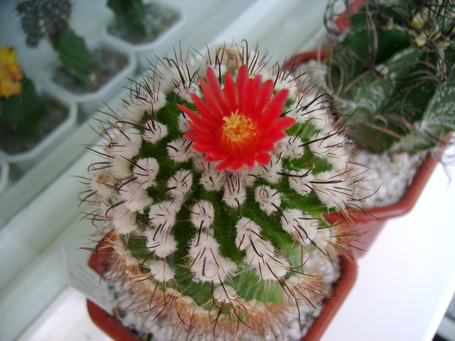 Parodia suprema -01