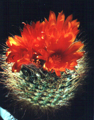 Parodia herzogii