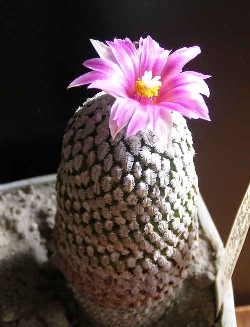 Pelecyphora  Turbinicarpus  pseudopectinata v  rubriflora Navajo FG