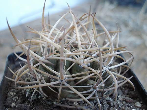 Pyrhocactus sp  Cerro El Toro Burzak FG