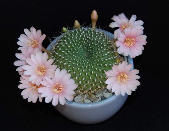 Ph Rebutia kariusiana Moksa