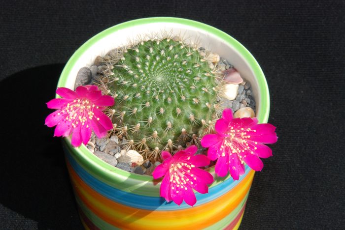 Ph_Rebutia_violaciflora_Moksa.jpg