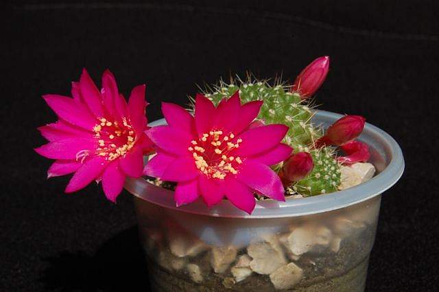Ph Rebutia violaciflora VitNat