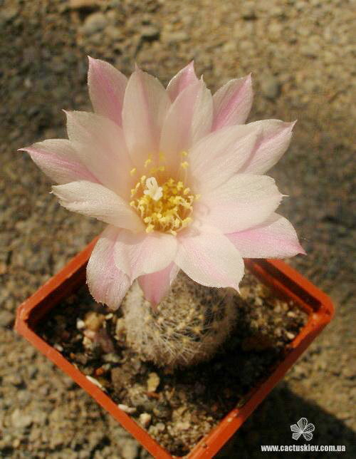 Reb  narvaecensis