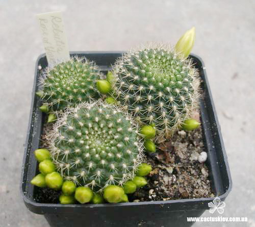 Rebutia Rose of York