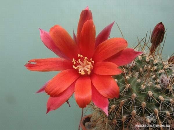 Rebutia  Aylostera   kupperiana