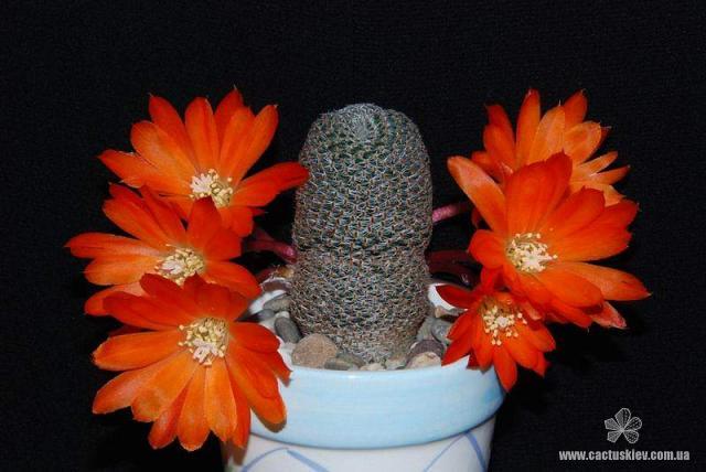 Rebutia  Aylostera  heliosa2