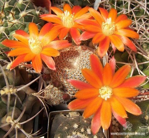 Rebutia  Aylostera  heliosa v  condorensis