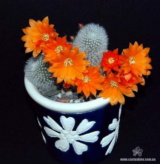 Rebutia  Aylostera  muscula1