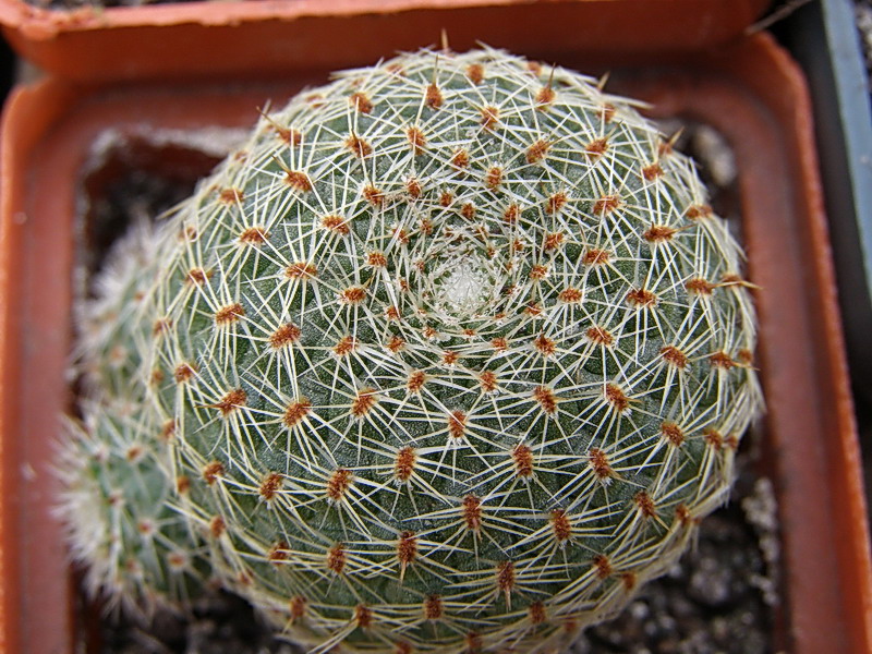 Rebutia theresae