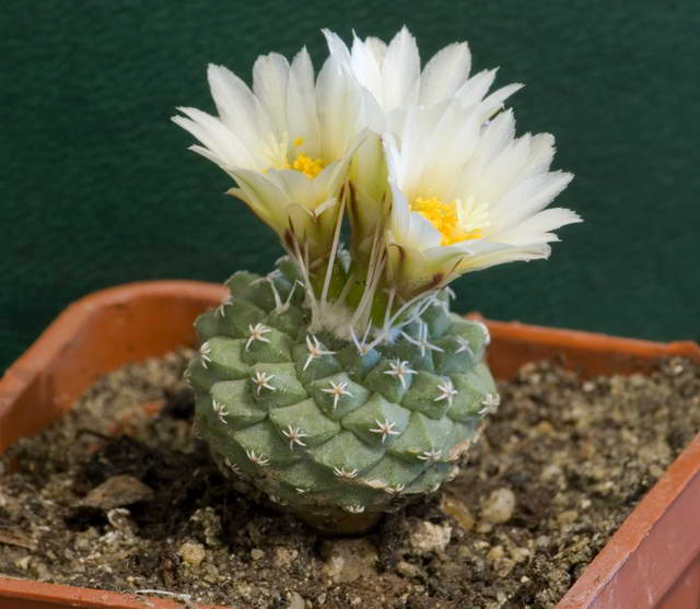 Strombocactus disciformis Aybolit FG