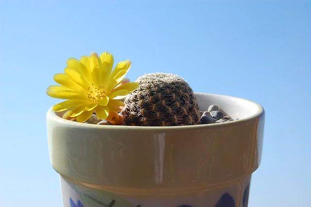 Ph Sulcorebutia langeri HS 240 VitNat