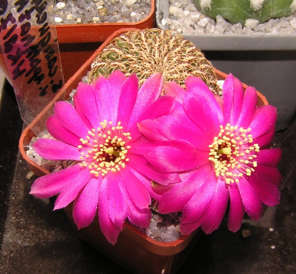 Sulcorebutia applanatawk217a