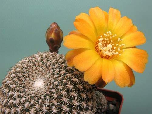 Sulcorebutia_arenacea_Rigum_FG.JPG