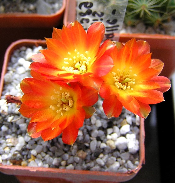 Sulcorebutia callecallensisl389