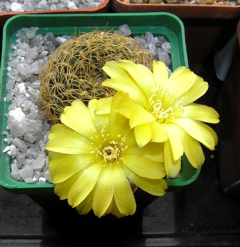 Sulcorebutia_candiae1.jpg