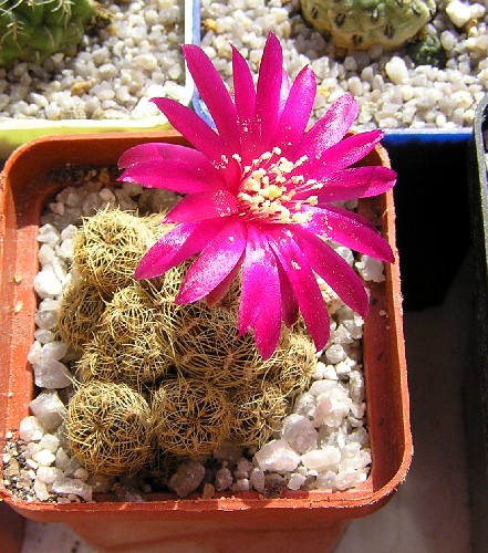 Sulcorebutia crispatahs251