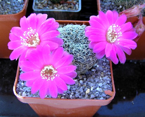 Sulcorebutia crispatahs258