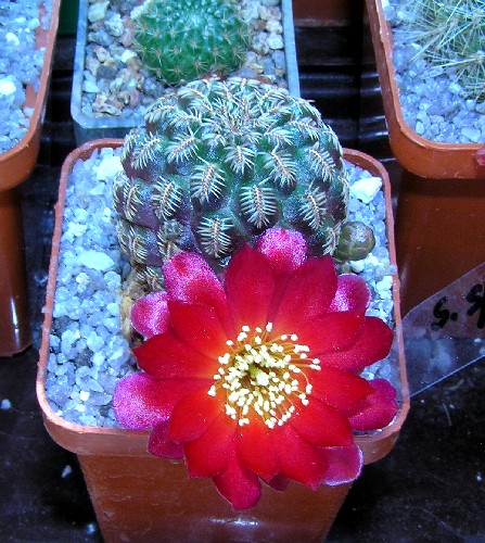 Sulcorebutia eh6266