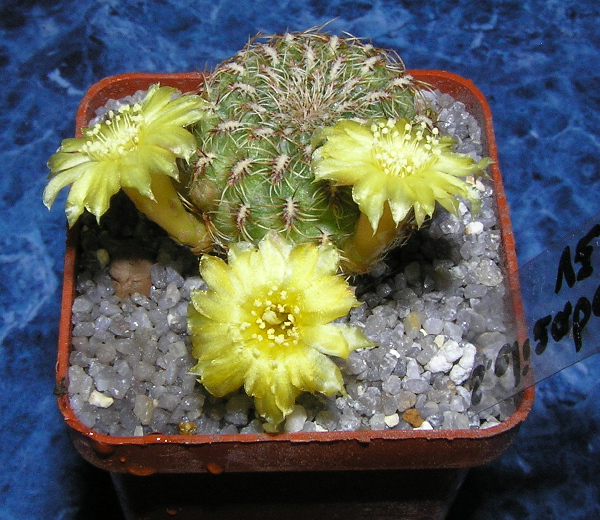 Sulcorebutia_elizabethae_vz204.jpg