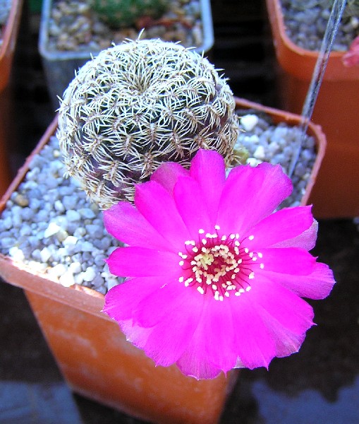 Sulcorebutia gemmaegr18