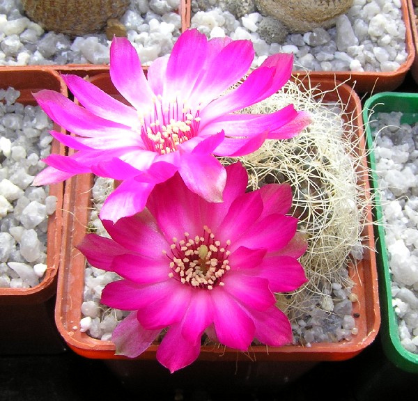 Sulcorebutia geroseniliskk2005