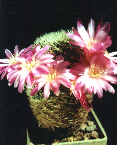 Sulcorebutia albida