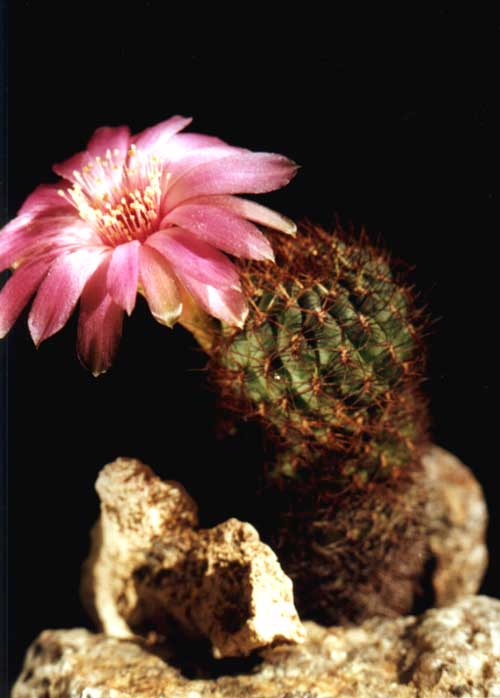 Sulcorebutia frankiana