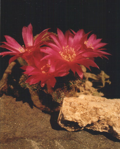 Sulcorebutia vasquesiana