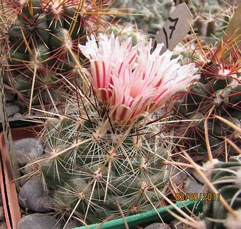 Thelocactus lausseri Gurus FG