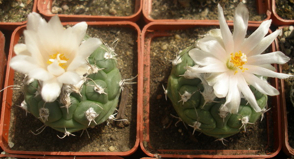 T lophophoroides