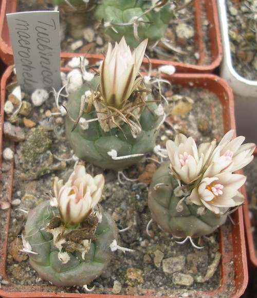 T macrochele