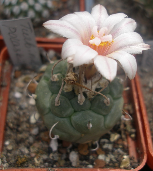 T polaskii